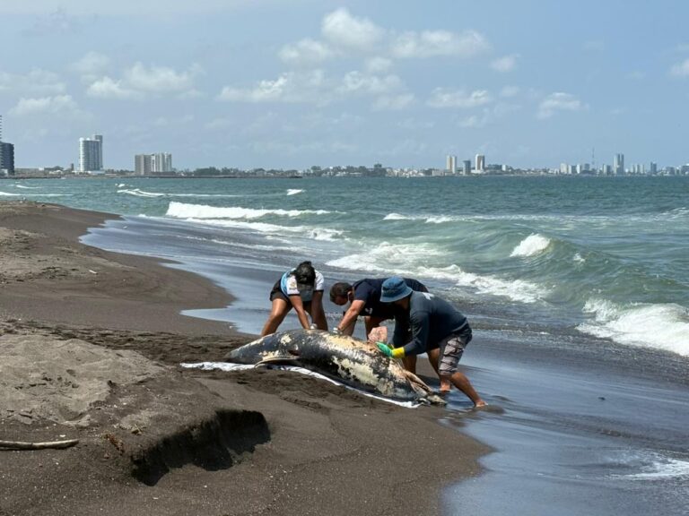 Hemorragia por lesión traumática, causa de muerte de delfín en Alvarado: Gobierno de Veracruz