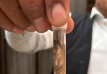 Oaxaca mantiene la atención oportuna ante la presencia del gusano barrenador en personas