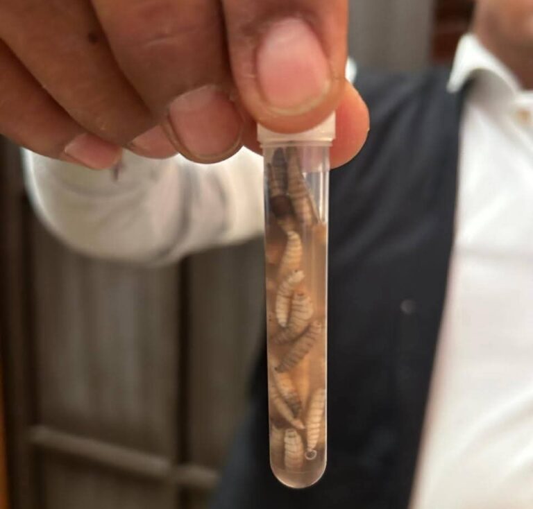 Oaxaca mantiene la atención oportuna ante la presencia del gusano barrenador en personas