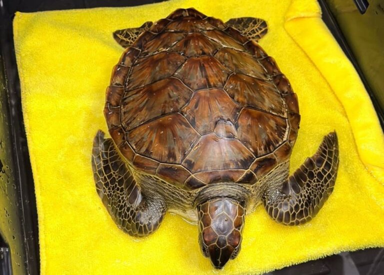 Rescatan a tortuga verde cubierta de chapopote en playa de Veracruz