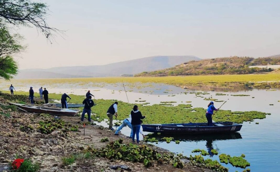 Retiran más de 3 mil toneladas de lirio en presa de Oaxaca
