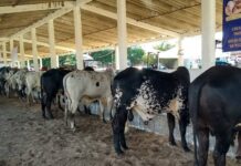 Tras 52 años, suspenden la Expoferia Ganadera 2026 en Juchitán