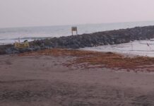 Arriban toneladas de sargazo a playas de Veracruz