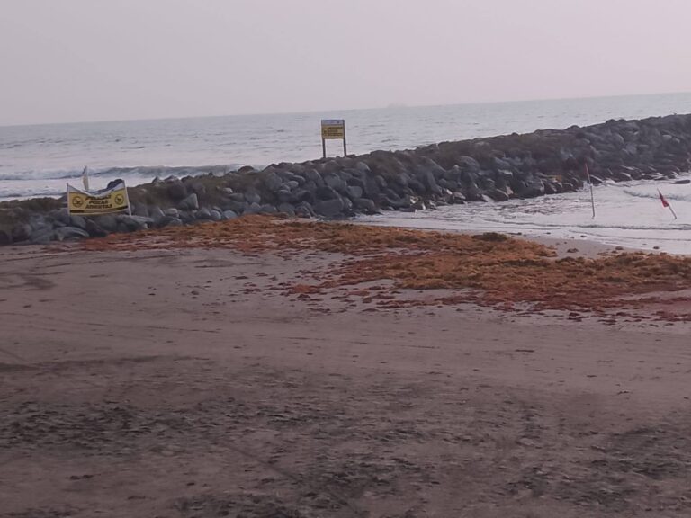 Arriban toneladas de sargazo a playas de Veracruz