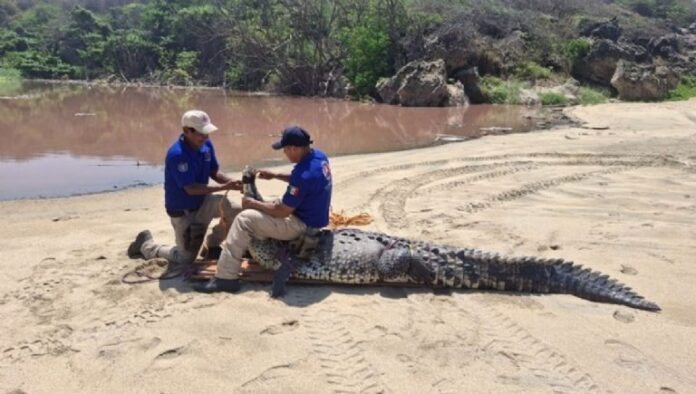 Capturan cocodrilo de 3 metros en Playa Bacocho, Oaxaca