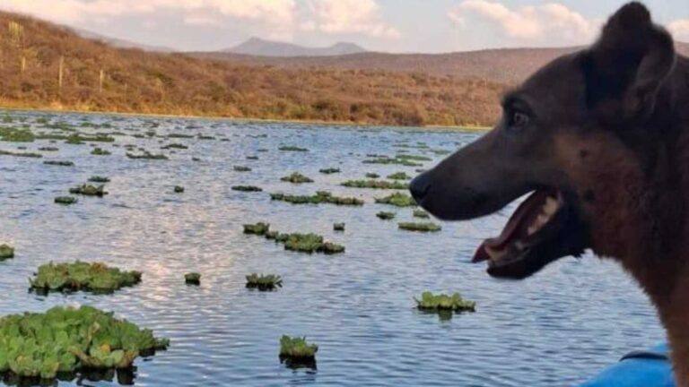 Envenenan a ‘Beni‘, símbolo de la lucha por rescatar la presa Yosocuta