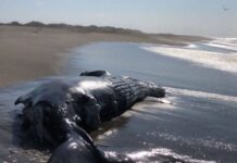 Hallan ballena muerta en la playa de San Mateo del Mar