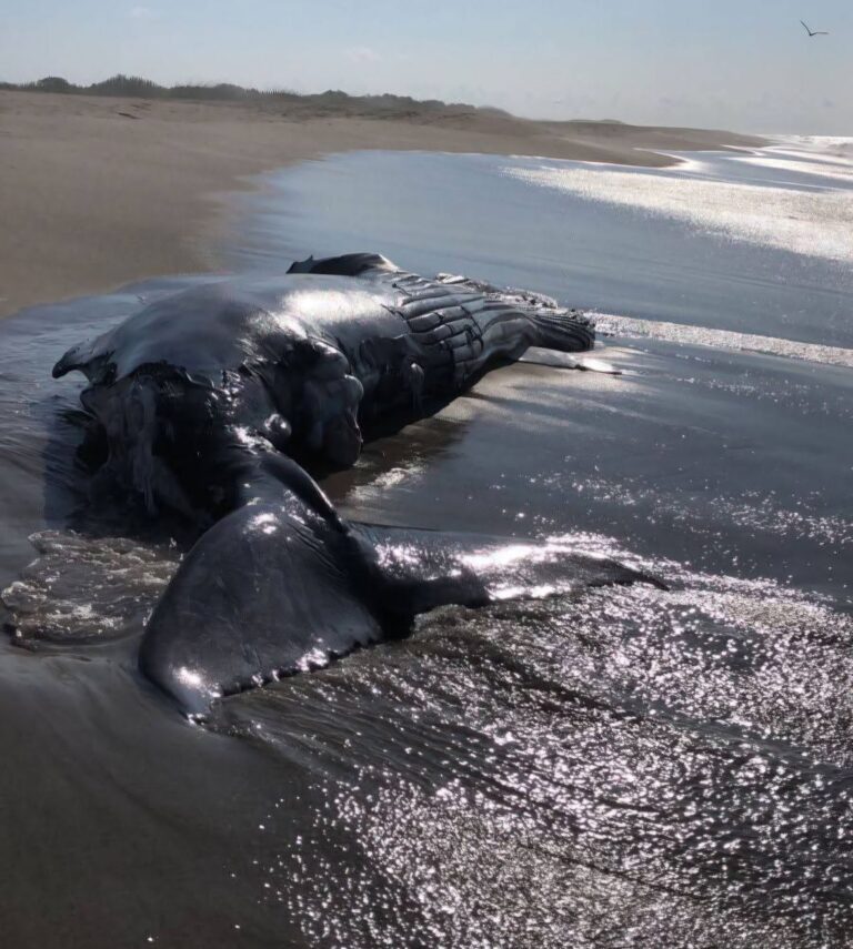 Hallan ballena muerta en la playa de San Mateo del Mar