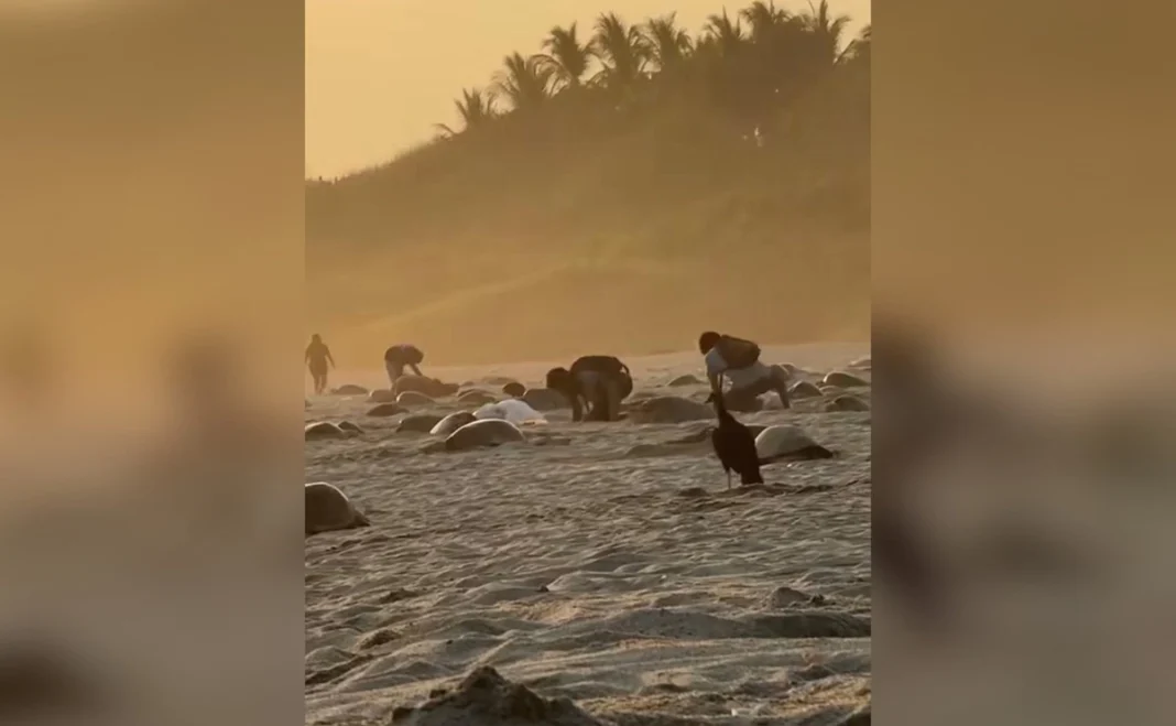 Investigan presunto robo de huevos de tortuga en playa de Oaxaca