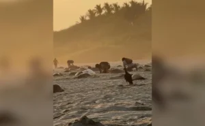 Investigan presunto robo de huevos de tortuga en playa de Oaxaca