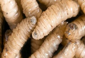 Oaxaca registra su primera muerte relacionada con el gusano barrenador