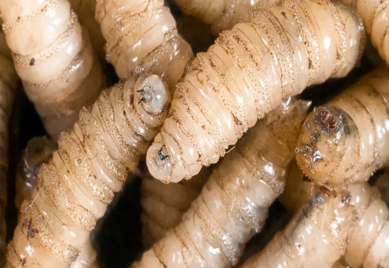 Oaxaca registra su primera muerte relacionada con el gusano barrenador