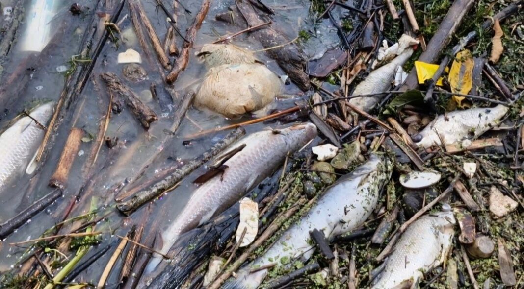 Pemex descarta daños en Río Cazones, Veracruz, tras derrame