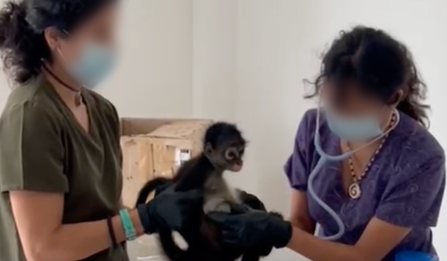 Profepa participa en investigaciones de tráfico de vida silvestre en Veracruz