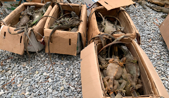 Rescatan 192 iguanas verdes en Oaxaca