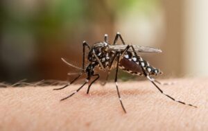 Veracruz, cuarto lugar en casos de dengue