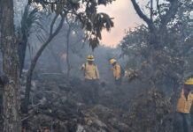 Oaxaca:, segundo estado con más daños por incendios forestales
