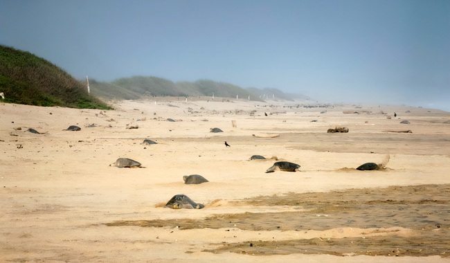 Profepa vigila primera arribada de tortugas golfinas en Oaxaca