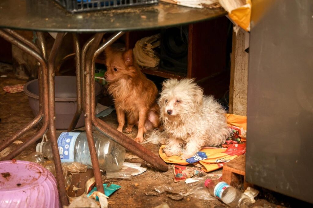 Rescatan a 14 animales abandonados en Oaxaca de Juárez