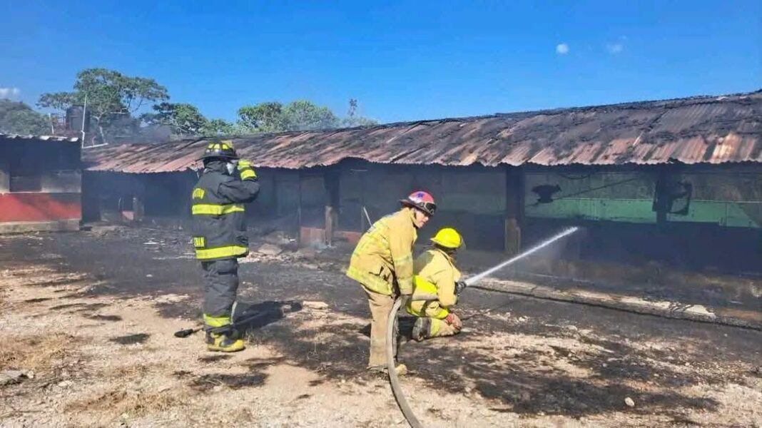Incendio en granja avícola de Fortín de las Flores deja 30 mil aves muertas