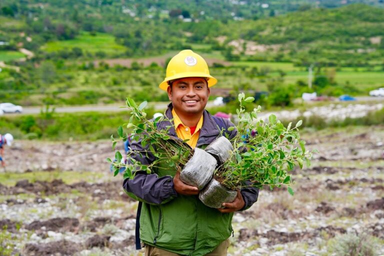 Mega Tequio en la Mixteca oaxaqueña: reforestan 77 hectáreas con 46 mil plantas