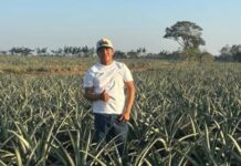 Muere adolescente en sembradíos de piña en Playa Vicente, Veracruz