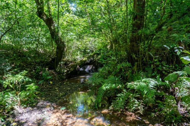 Sedema reforzará vigilancia y protección en el Área Natural Protegida La Martinica