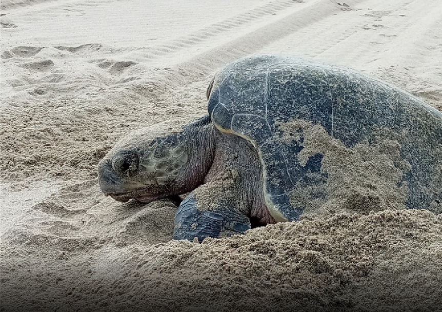 Profepa intensifica operativos contra la perturbación de tortugas en playas de Veracruz