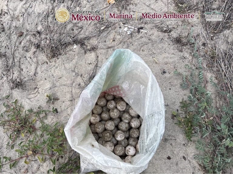 Recuperan más de 5 mil huevos de tortuga golfina saqueados en Oaxaca
