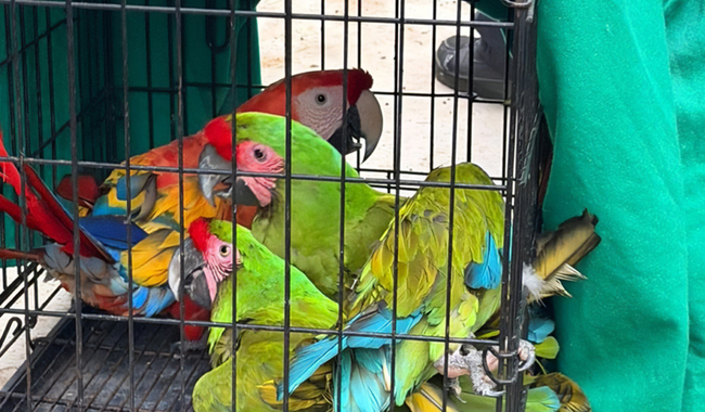 Aseguran 17 ejemplares de fauna silvestre en Ciénega de Zimatlán, Oaxaca
