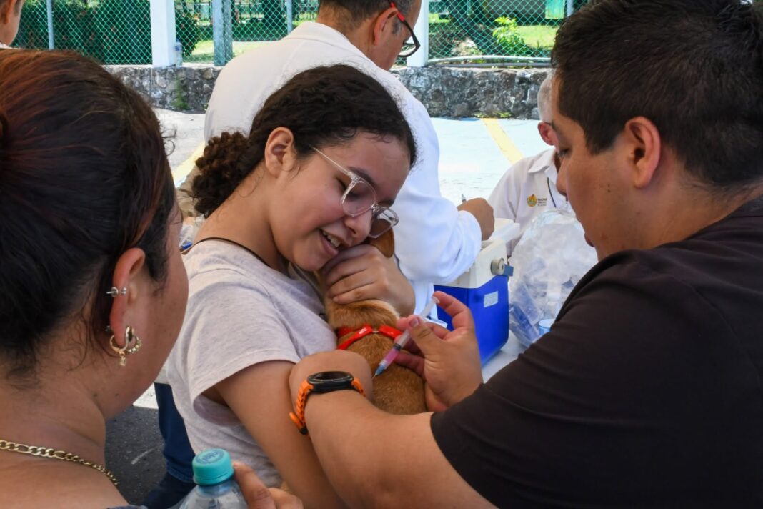Veracruz refuerza vacunación antirrábica para perros y gatos