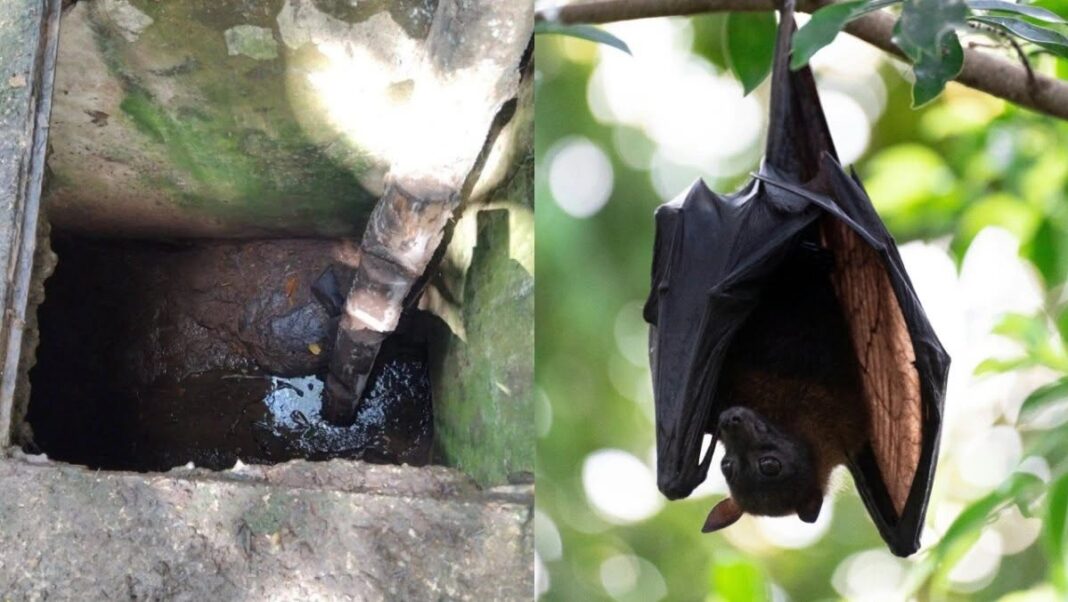 : brote de histoplasmosis por guano de murciélago deja más de 20 hospitalizados