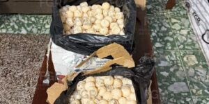 huevos de tortuga marina en autobús de pasajeros entre Oaxaca y Chiapas