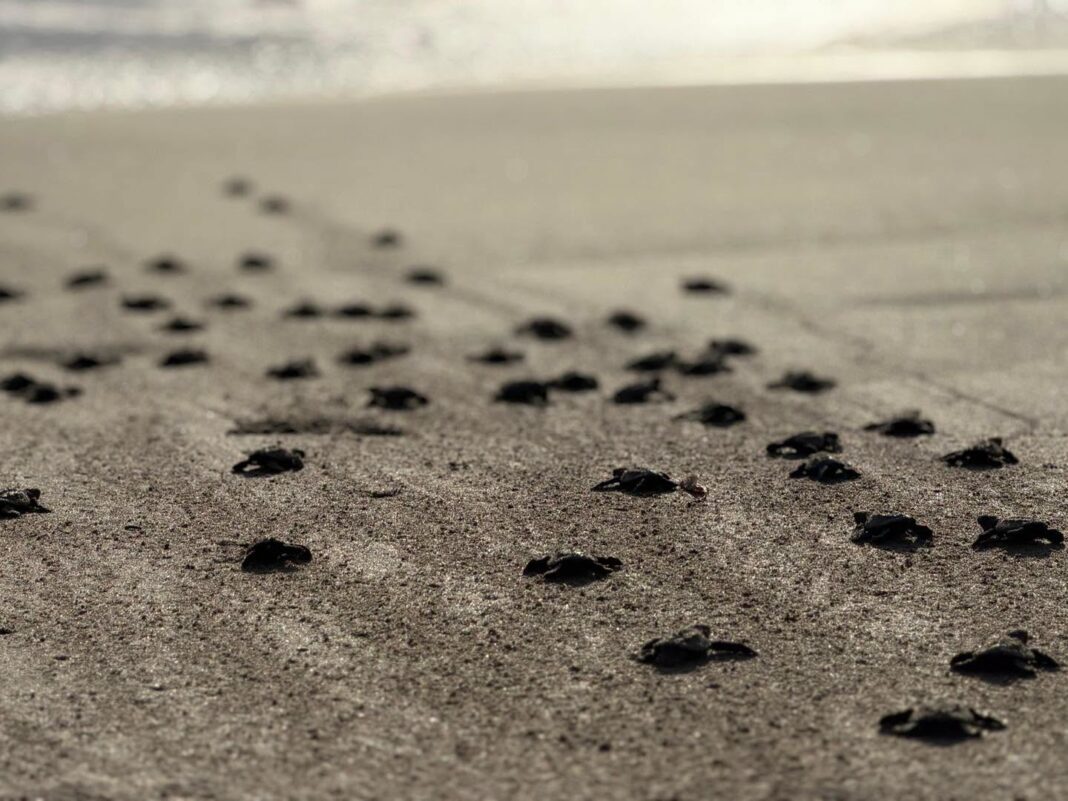 tortuga marina en playas de Nautla