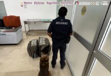 Detienen en el aeropuerto de Oaxaca a pasajero con más de 365 mil dólares sin declarar
