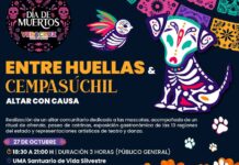 Entre huellas y cempasúchil