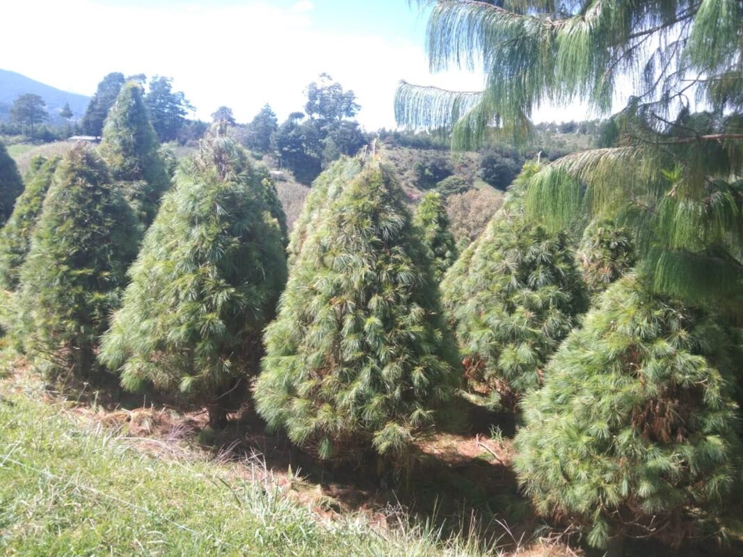 Listos 35 ranchos de Perote para ofertar hasta 20 mil árboles de Navidad