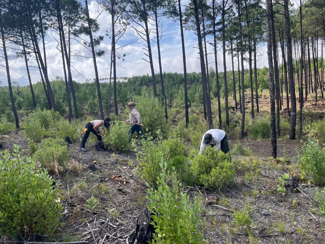 Realizan jornada de reforestación en Las Vigas con la plantación de 3 mil 500 árboles