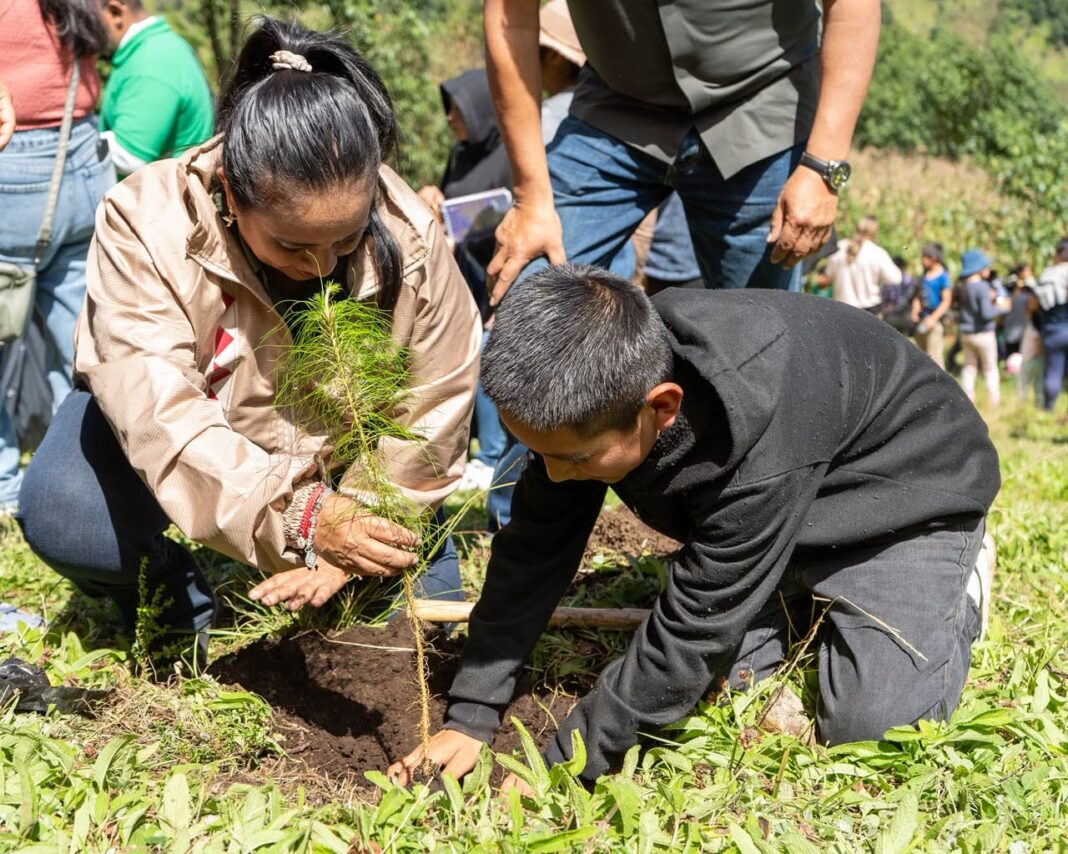 Reforestan más de 55 hectáreas en las Altas Montañas de Veracruz