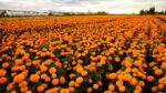 campos de cempasúchil en Oaxaca